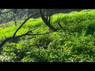 great sex on a picnic