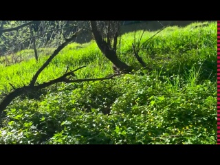 great sex on a picnic